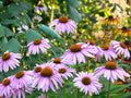 Narrow-leaved Purple Coneflower