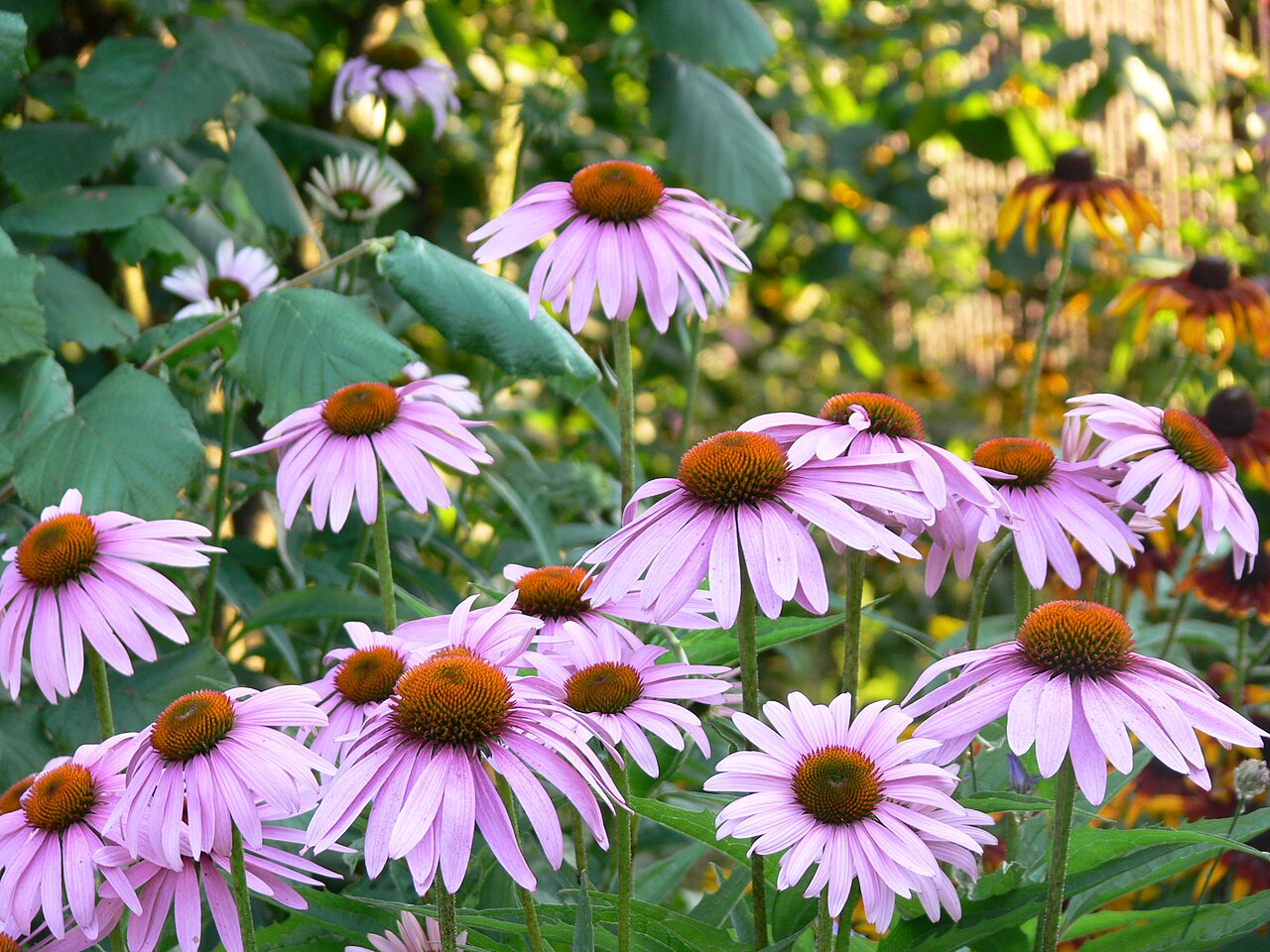 Narrow-leaved Purple Coneflower