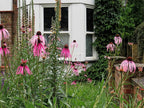 Pale Purple Coneflower