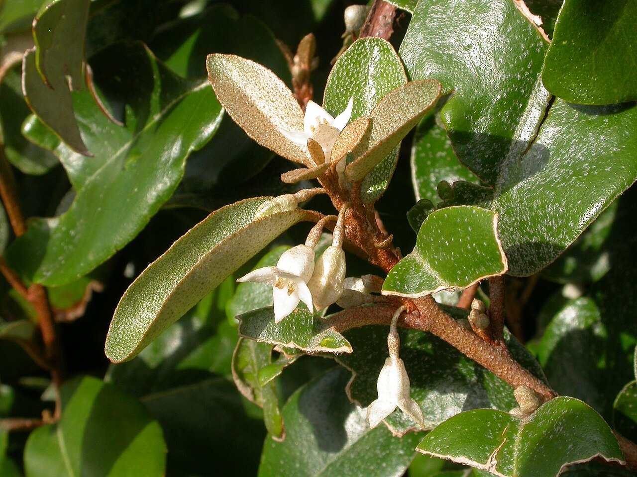 Ebbinge's Silverberry