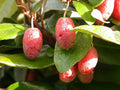 Ebbinge's Silverberry