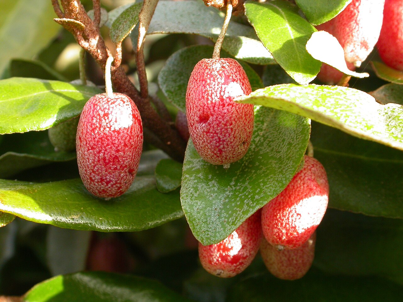 Ebbinge's Silverberry
