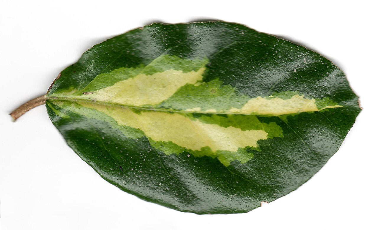 Ebbinge's Silverberry 'Limelight'