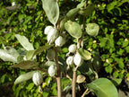 Silver Berry