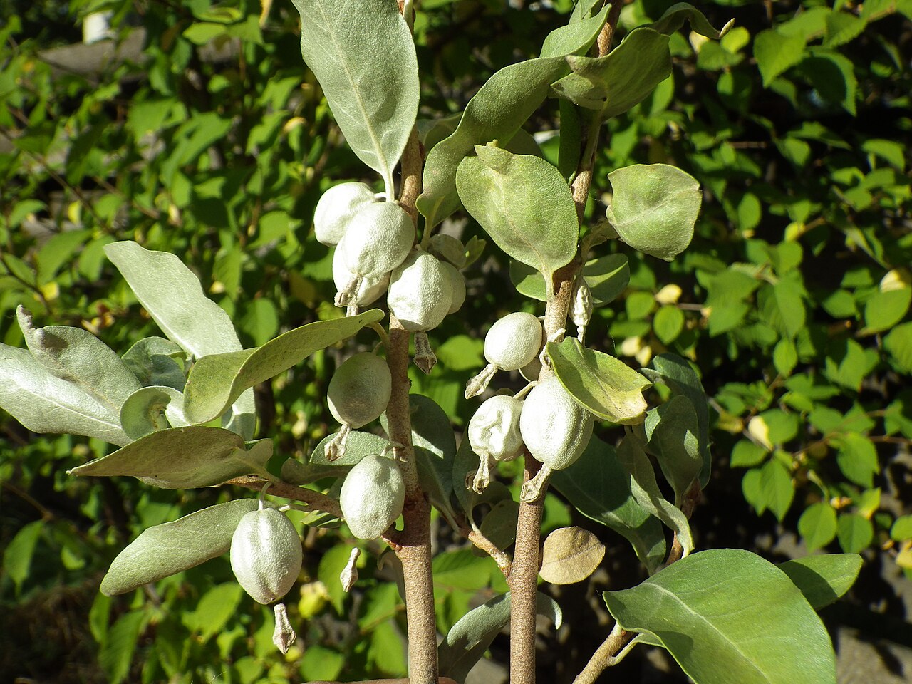 Silver Berry