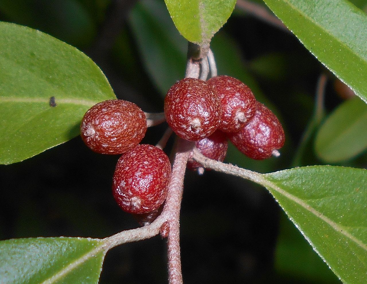 Goumi 'Sweet Scarlet'