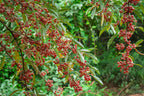 Autumn Olive 'Big Red'