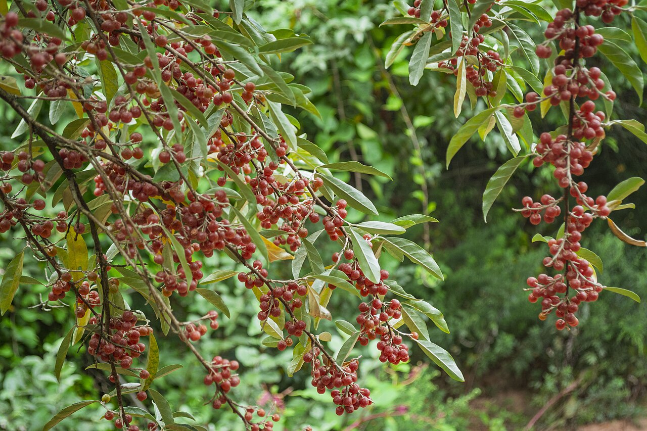 Autumn Olive 'Big Red'