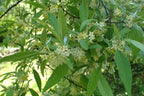 Autumn Olive 'Big Red'