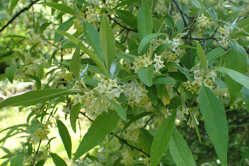Autumn Olive 'Amber'