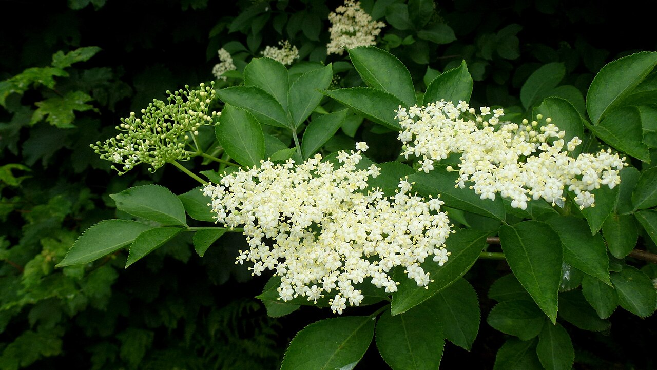 Elder 'Cae Rhos lligwy'