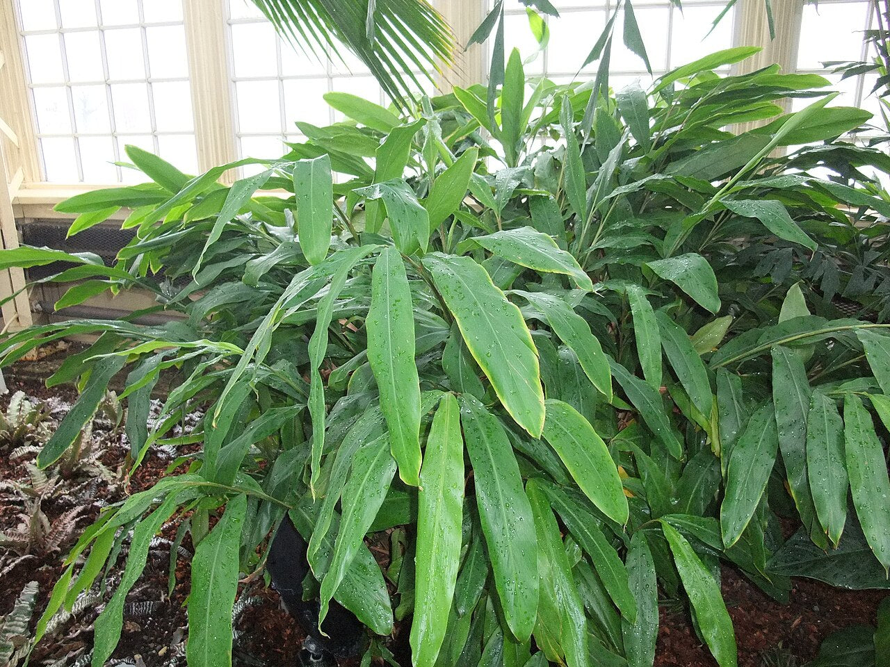 Green Cardamom