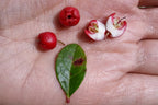 Wintergreen