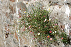 Mexican Fleabane