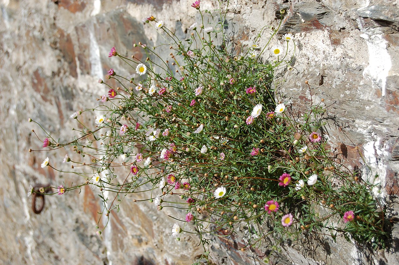 Mexican Fleabane