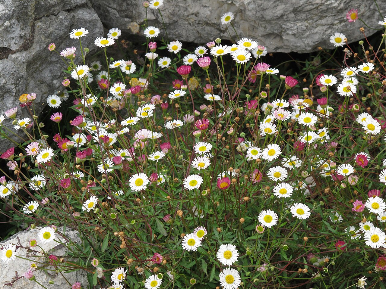 Mexican Fleabane