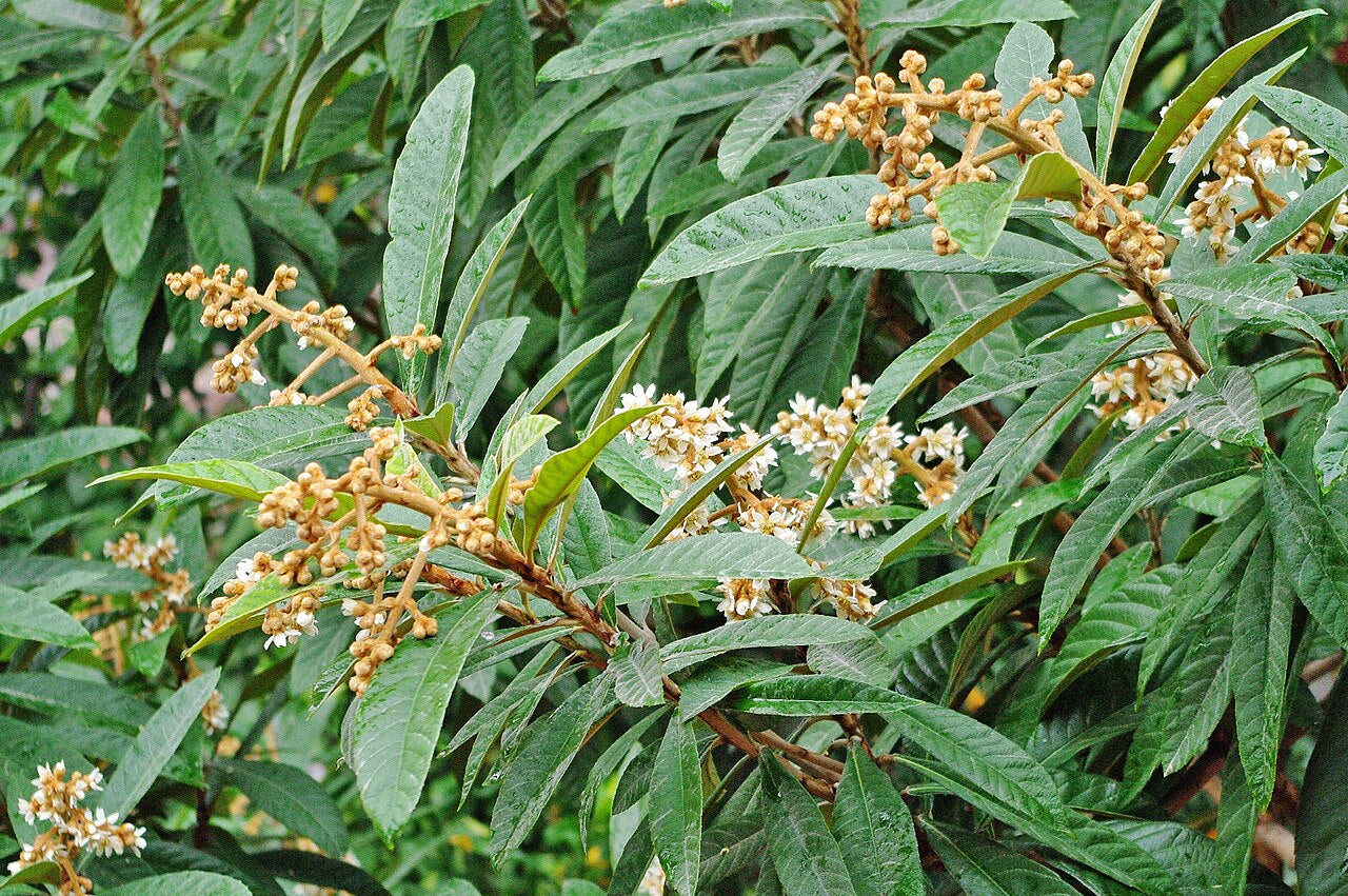 Loquat 'Oliver'