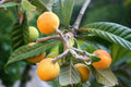 Loquat 'Oliver'