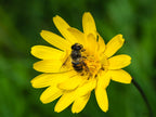 Meadow Salsify