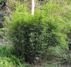 Umbrella Bamboo