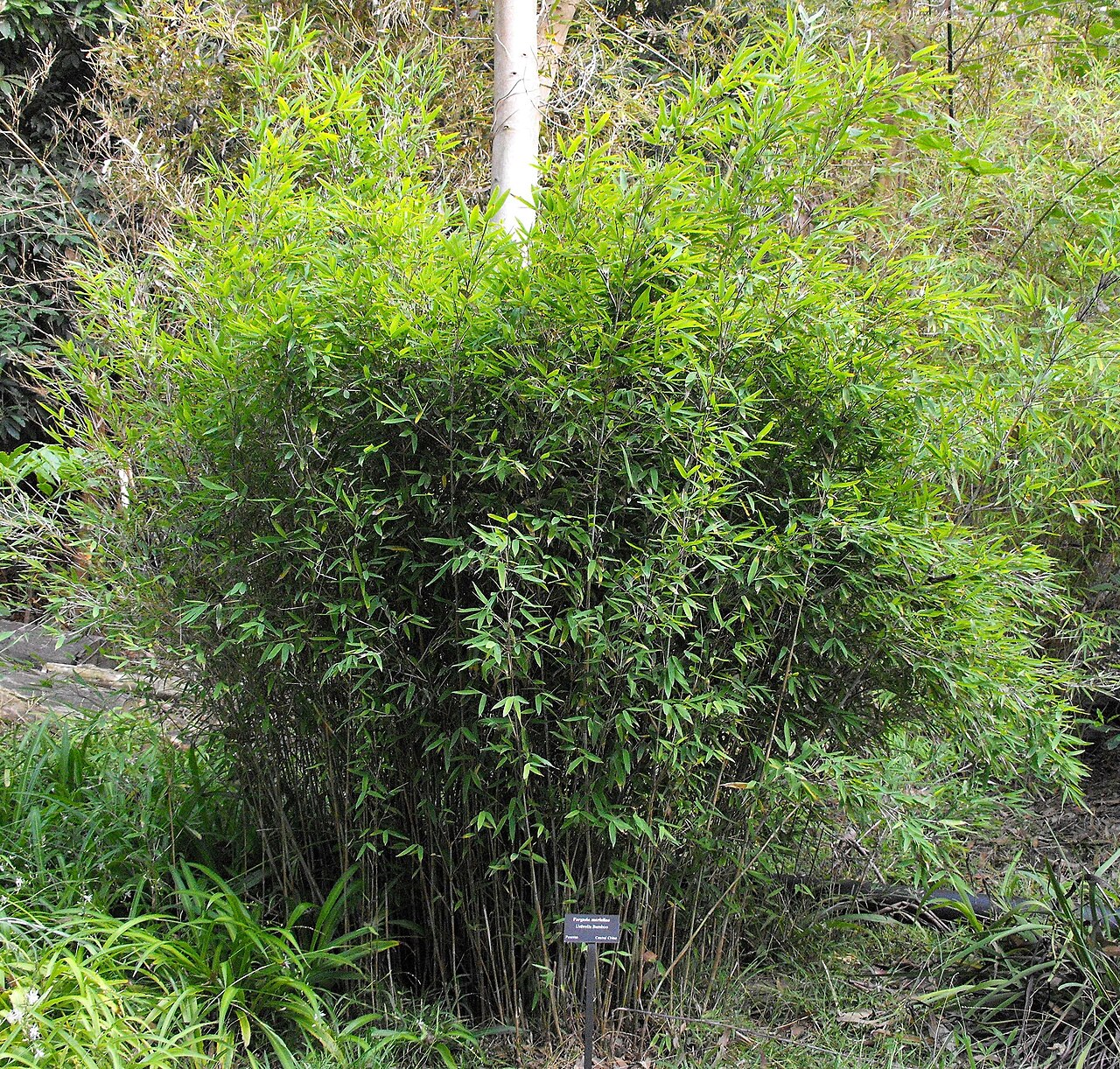 Umbrella Bamboo