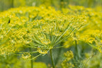 Wild Fennel