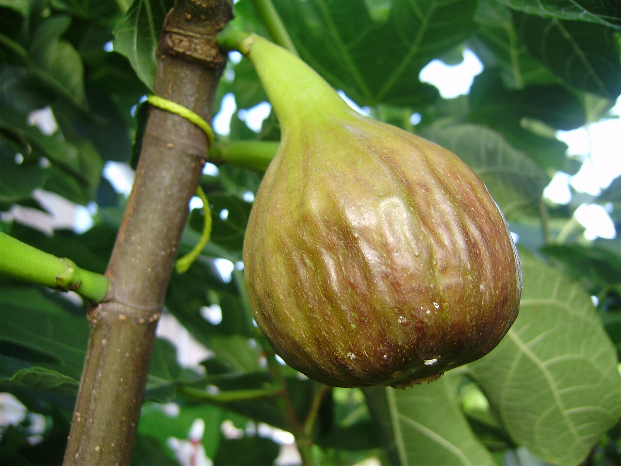 Fig 'Brown Turkey'
