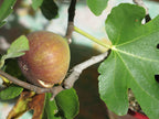 Fig 'Brunswick'