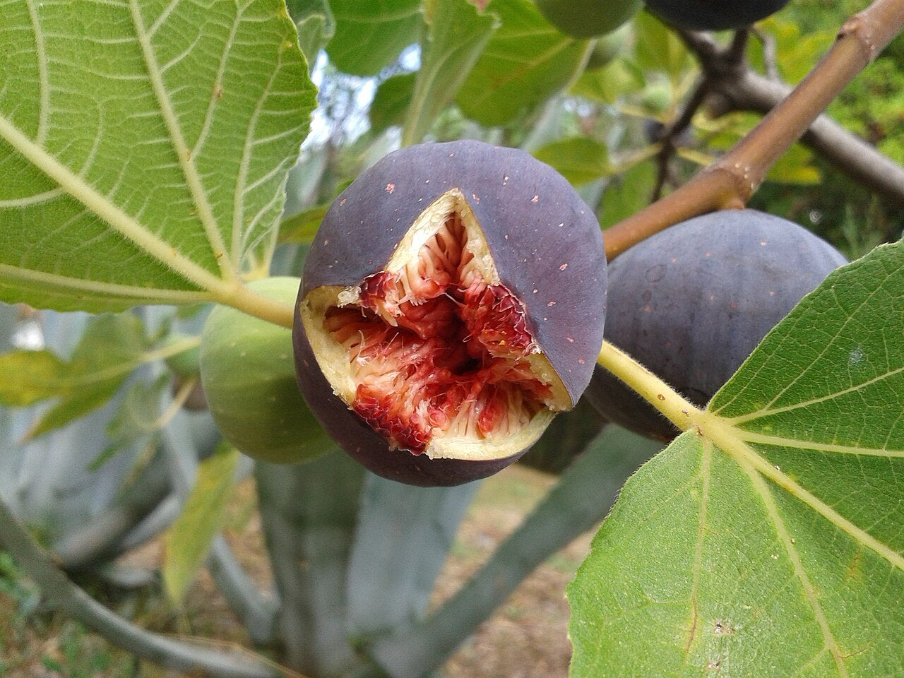Fig 'Rouge de Bordeaux'