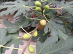 Fig 'Goutte dor'
