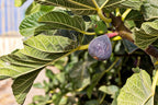 Fig 'Noir de Carombe'
