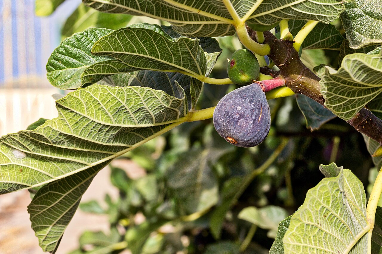 Fig 'Noir de Carombe'