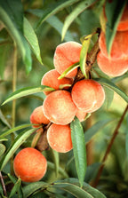 Peach 'Avalon Pride'
