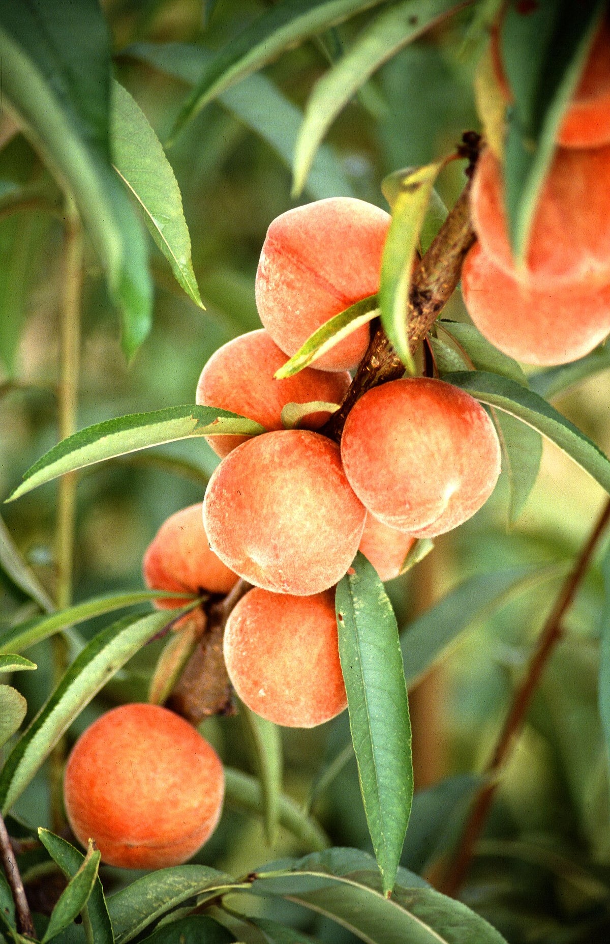 Peach 'Avalon Pride'