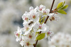 Pear 'Invincible'