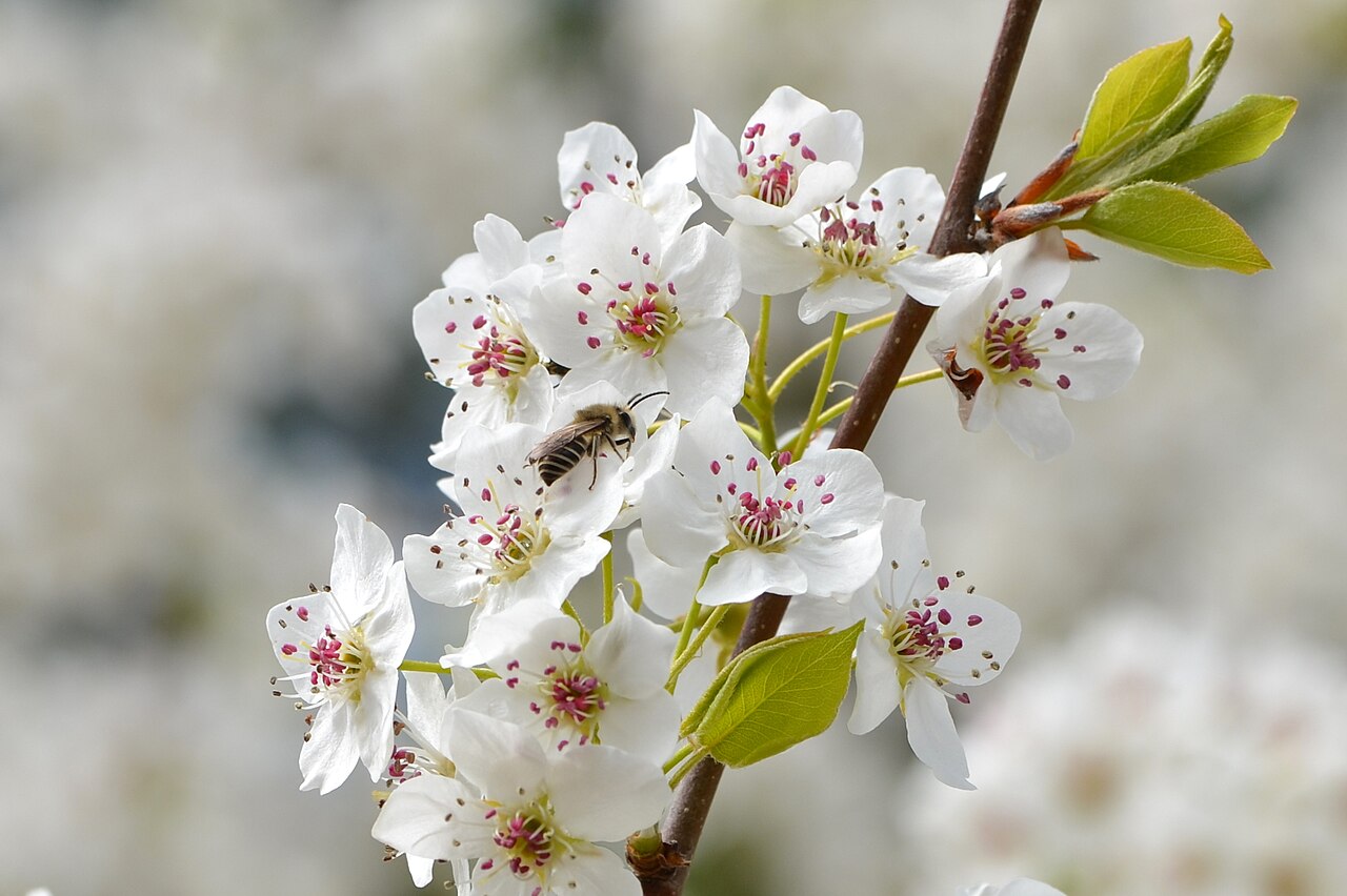 Pear 'Invincible'