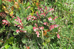 Shallon Berry