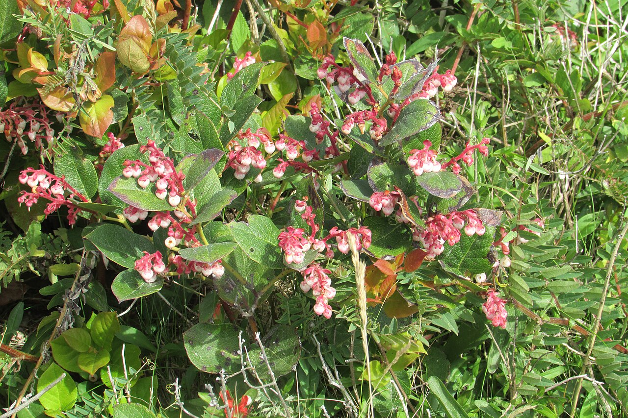 Shallon Berry