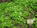 Himalayan Strawberry