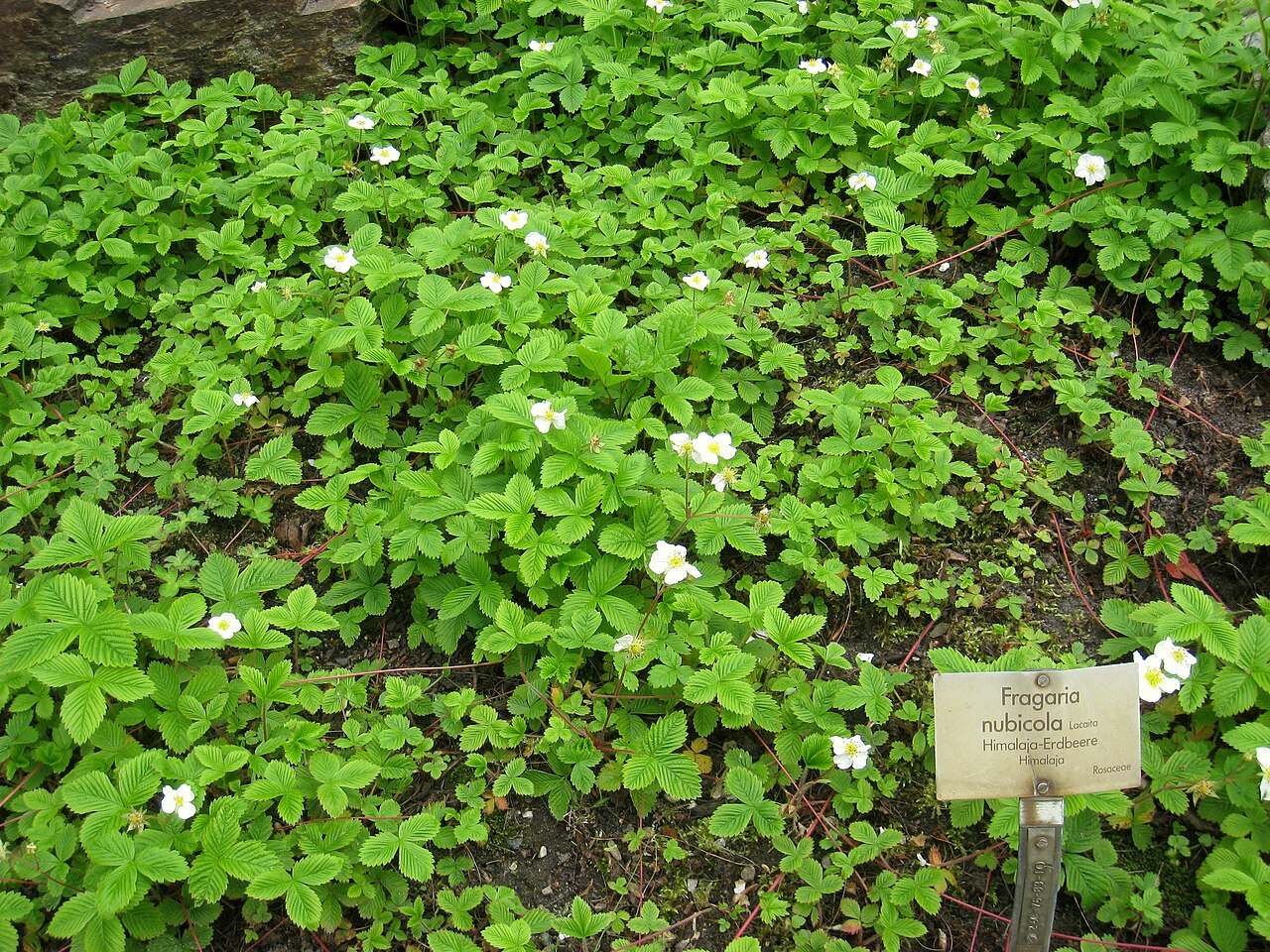Himalayan Strawberry