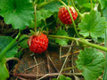 Virginia Strawberry