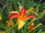 Daylily 'Frans Hals'