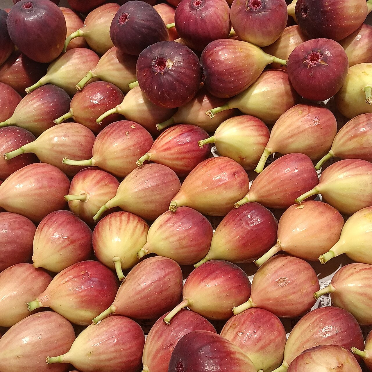 Fig 'Dalmatie'