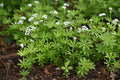 Sweet Woodruff