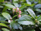 Wintergreen