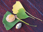 Ginkgo 'King of Dongting'