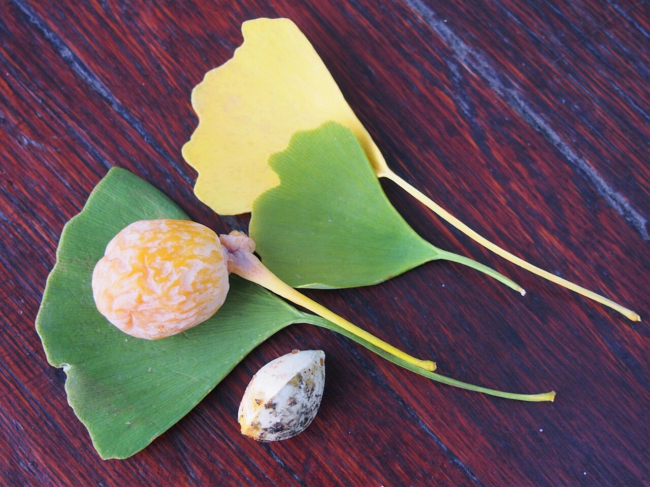 Ginkgo 'King of Dongting'