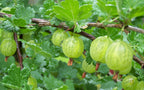 Gooseberry 'Hino Yellow'