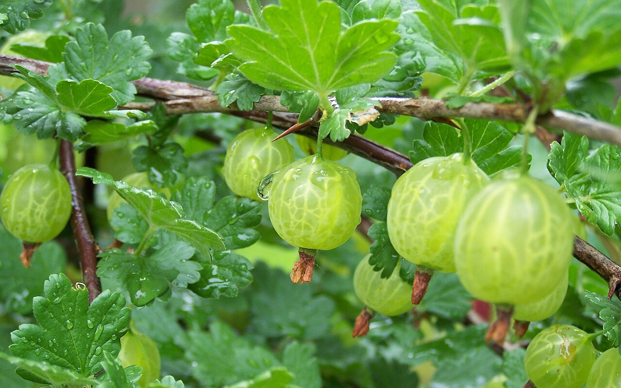 Gooseberry 'Hino Yellow'