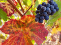 Grape 'Black Strawberry'